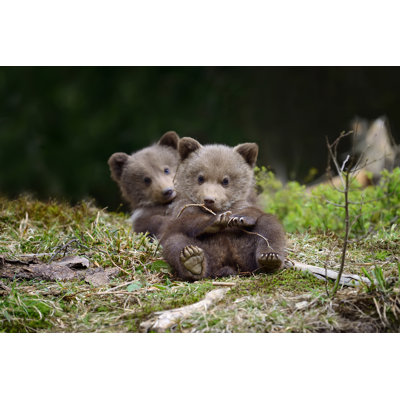 Brown Bear Cub by Byrdyak - Wrapped Canvas Print