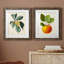 Feuillage antique et fruit VI - ensemble de 2 reproductions d'art sur papier encadré-1457858244-1457858245