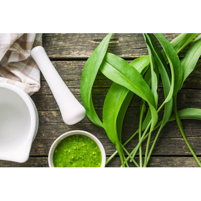 Fresh Ramsons Leaves - Wrapped Canvas Print
