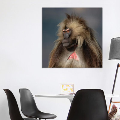 Gelada On Dark Background Ethiopia by Mogens Trolle - Wrapped Canvas Print