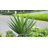 33" Artificial Ground Inserted Agave Plants-1771171012