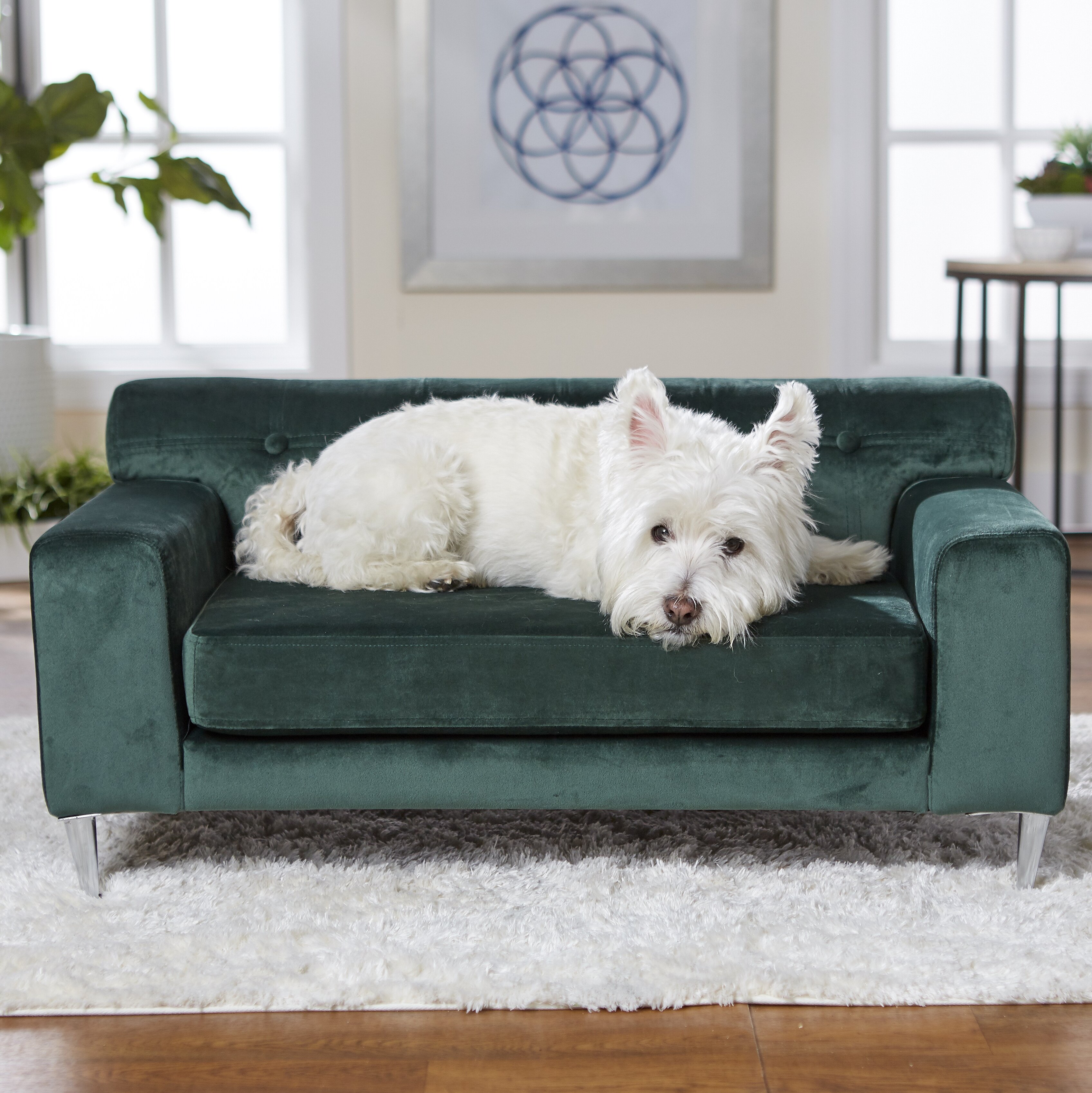 Velvet on sale pet sofa