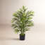 Areca Palm Tree in Pot-514756378