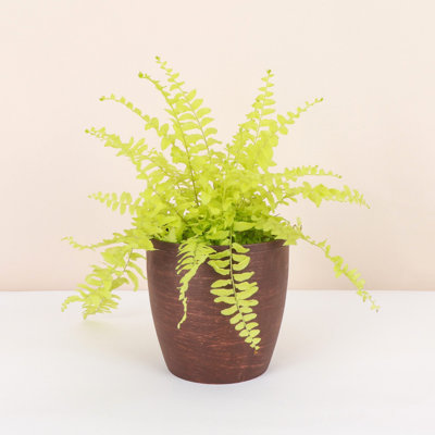 Live Gold Boston Fern Plant in Classic Pot