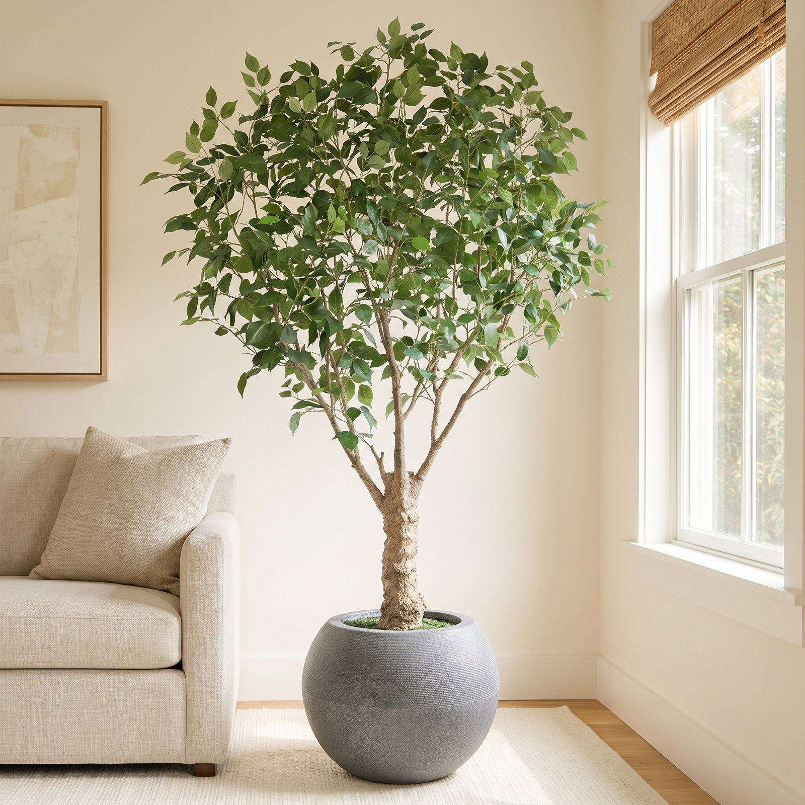 Ailsa 84" Ficus Tree in Planter