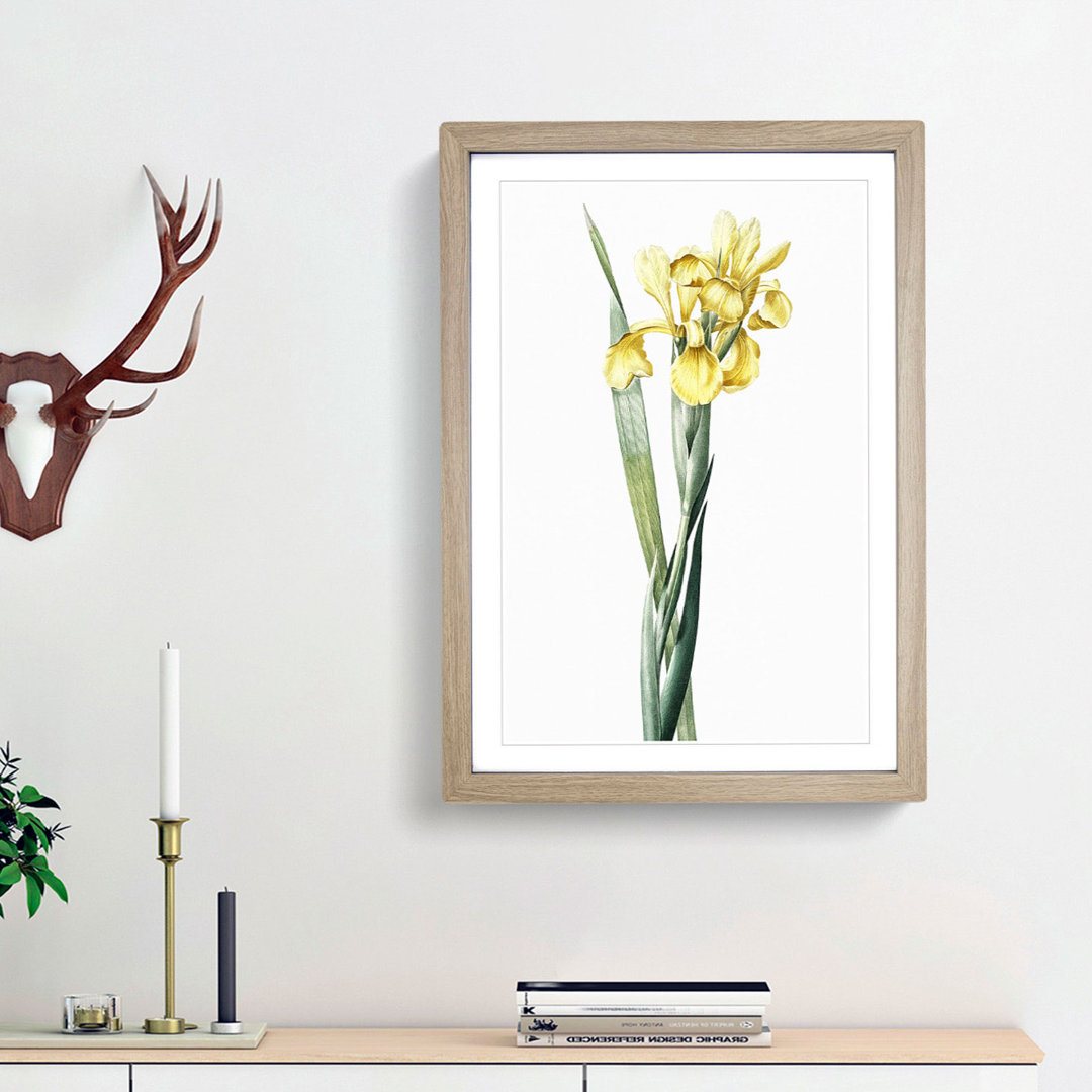 Monnieri Iris Flower by Pierre-Joseph Redoute - Picture Frame Art Print
