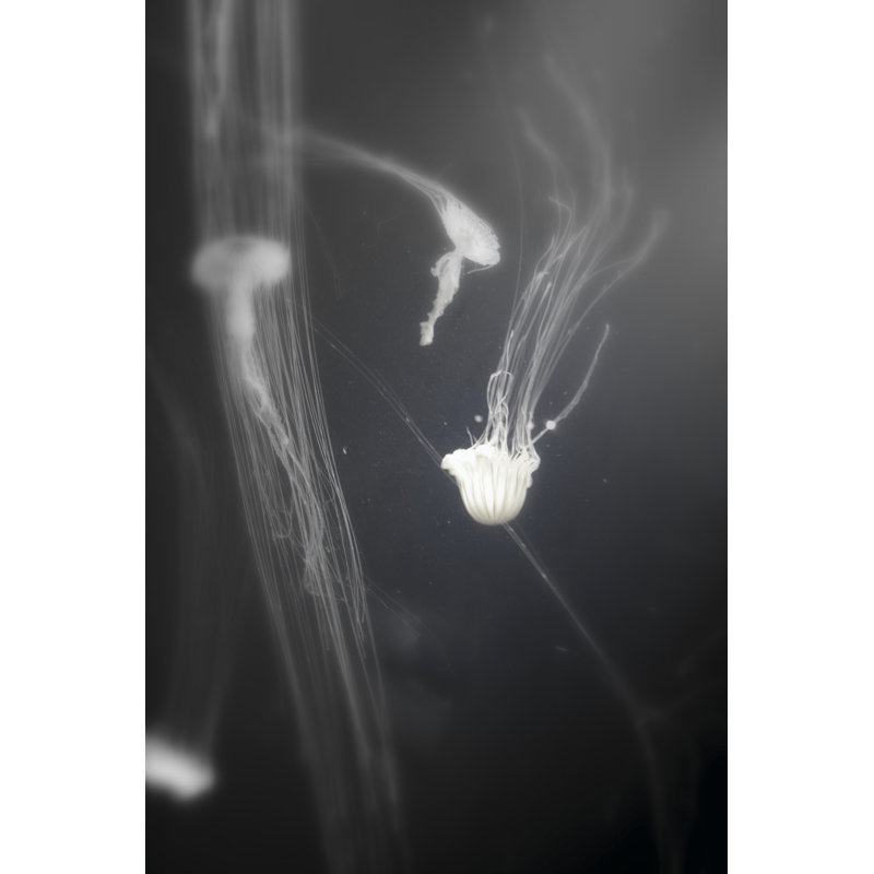 Underwater World 4 by DAG, Inc - Wrapped Canvas Print, 76cm H x 51cm W x 3.8cm D