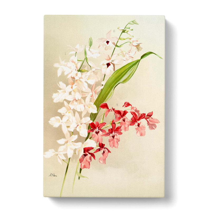 Magnolia Flowers Illustration Tab. 63 by Frederick Sander - Wrapped Canvas Print, 76cm H x 50cm W x 3cm D