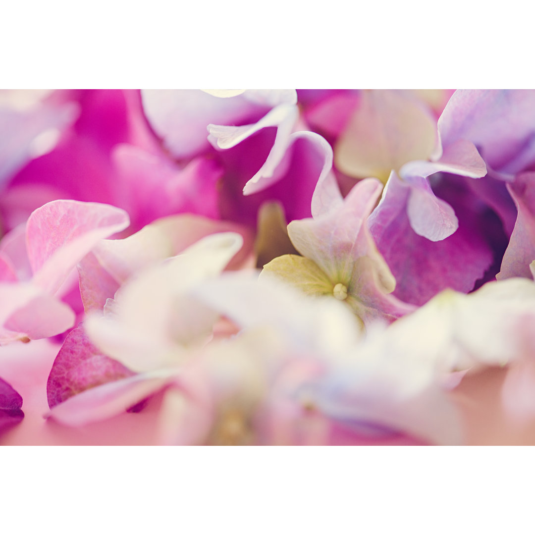 Hortensia - Hortensien-Frühlingsblumen-Arrangement von Knape - Druck ohne Rahmen auf Leinwand