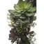 30" Artificial Succulent Wreath