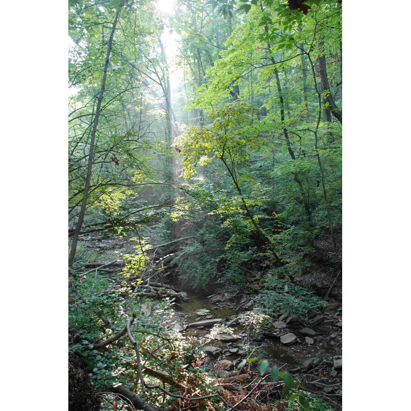 Photographie de chemin forestier 1, H 18 po x l 12 po