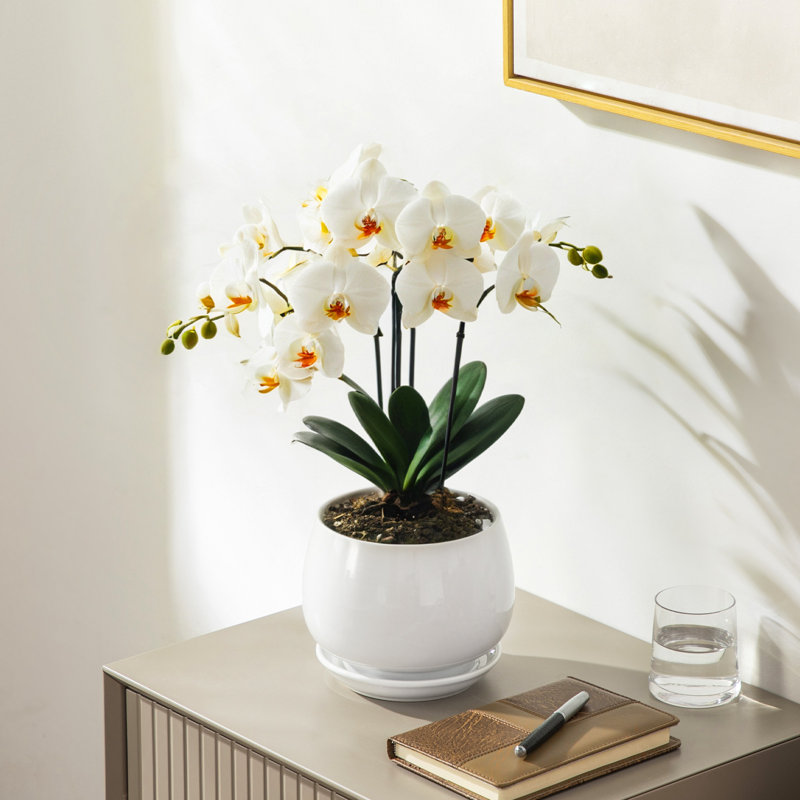 TYHPOT Ceramic Pot Planter, White
