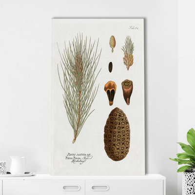 Botanical Pine - Wrapped Canvas Graphic Art