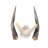 Real Bushbuck Antelope Skull
