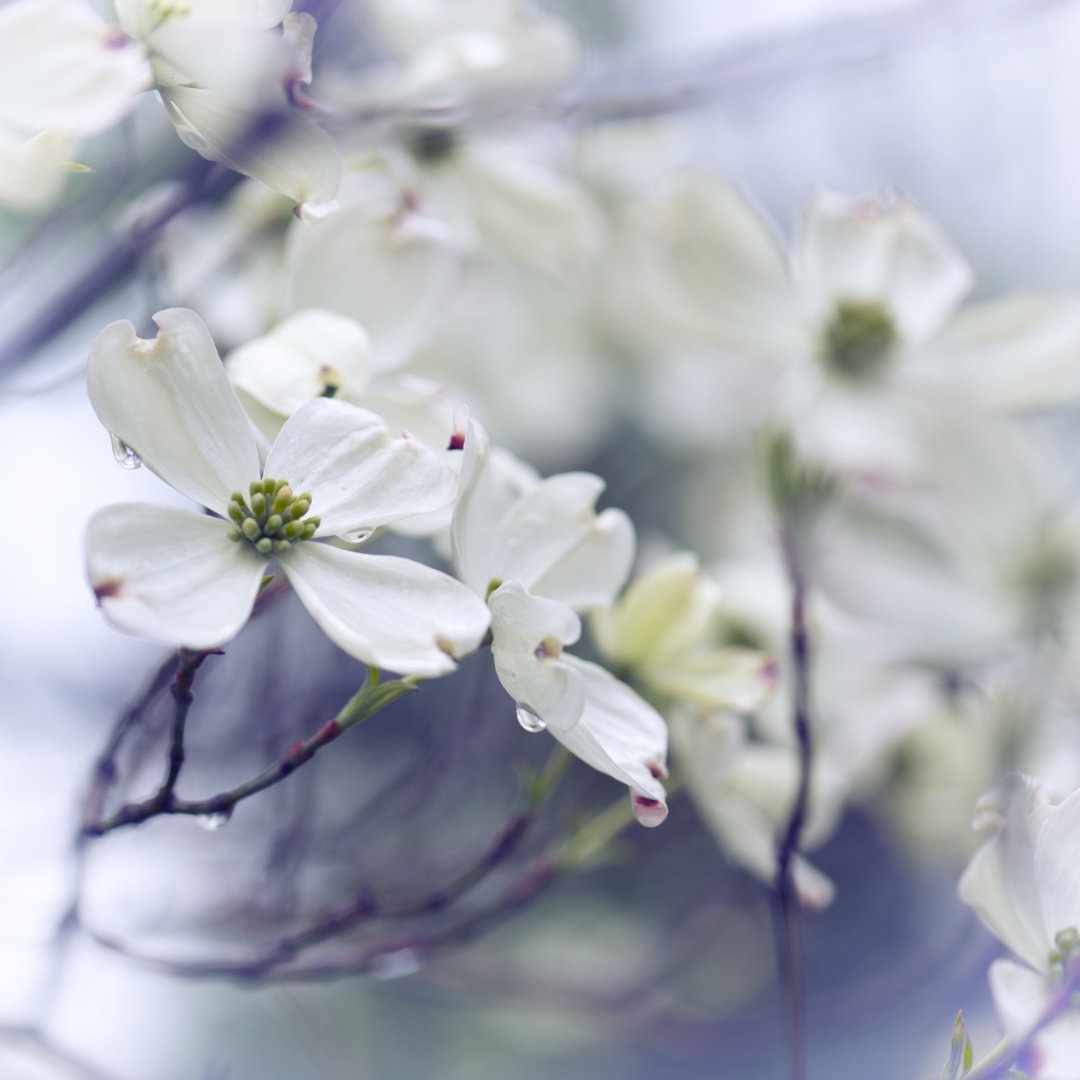 Hartriegel Blume von Nkbimages - Leinwandbild