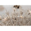 Lustre Starburst-100088279-100088293
