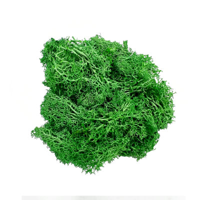 Mousse préservée pour décoration intérieure - vert