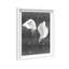 Calla Lily by Oliver Gal-454628712-454628715
