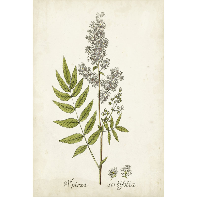 Herbe antique botanique III, H 12 po x l 8 po