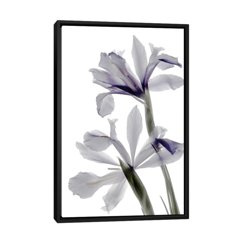« x-ray iris », reproduction sur toile, H 26 po x l 18 po x P 1,5 po, Toile avec cadre noir