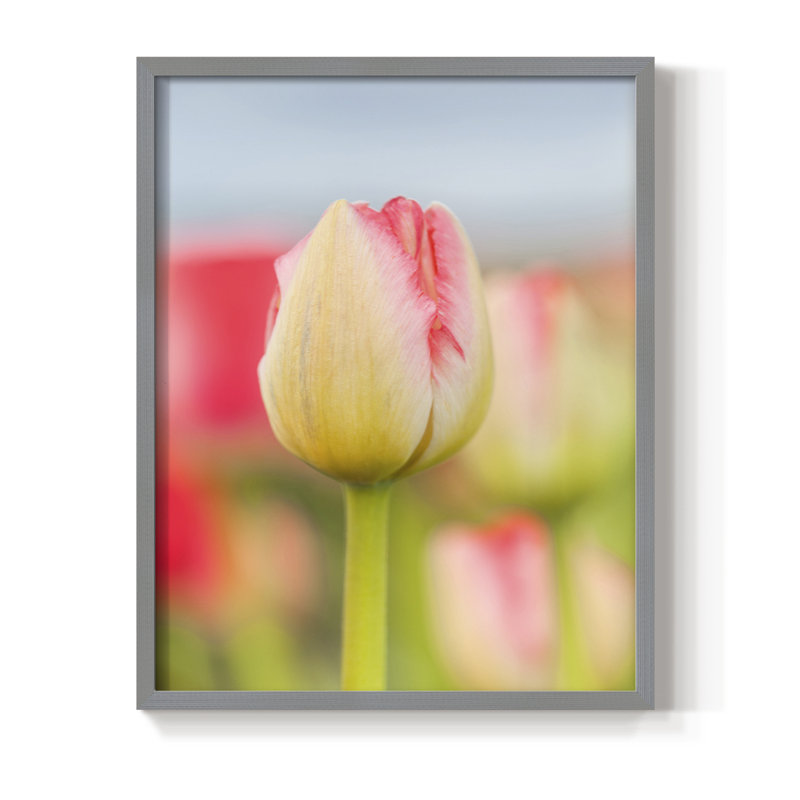«Twotone Tulip», reproduction encadrée - bois massif, Gris, H 30 po x l 24 po