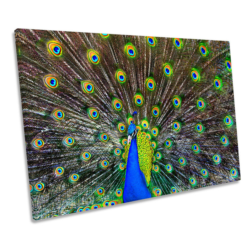 Peacock Feathers - Wrapped Canvas Print, 30.5cm H x 45.7cm W x 2cm D