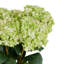 Tige de fleur artificielle Cole et Grey-855985875-855985874