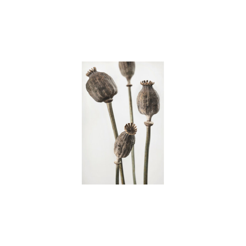 Wrapped Canvas Print, 50.8cm H x 76.2cm W
