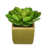 Vert