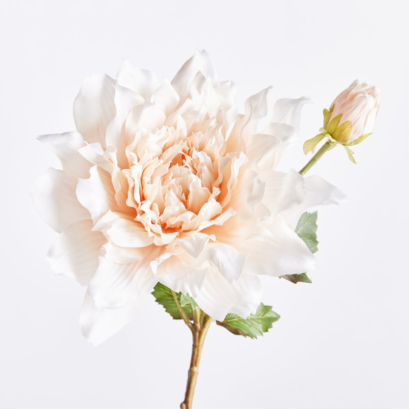 Tige de dahlia 21,5 po, Rose