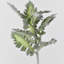 Audet vert faux Senecio Cineraria (1 tige)