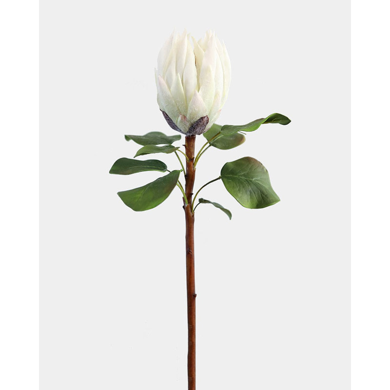 Protea blanc très grand 23,5 po, White