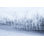 Winter Trees Print