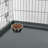 Ayob Dog Crate Tray-1745243633