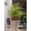 Bonham Animals UV Resistant Stone Garden Statue