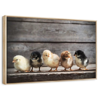 Rangée de poussins
