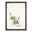 Japanese Great Tit Birds by Numata Kashu - Picture Frame Painting Print-55770312-55770313