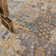 Goncalo Oriental Indoor Rug