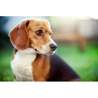 Cute Beagle at Park Portrait by Ryanjlane