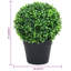 27cm Faux Boxwood Plant in Pot