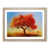 Oak