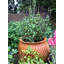 Mairead Handmade Pot Planter-14486273