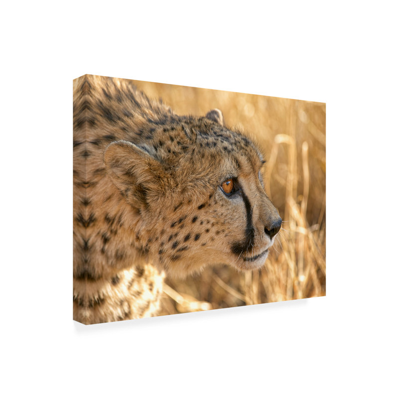 Bolognaise bolologienne Martin Attention maximale! Art sur toile, H 35 po x l 47 po