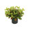 Outdoor Croton Bush Arrangement In A Fiberstone Pot