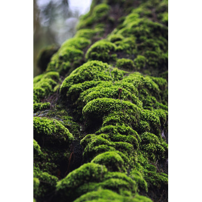 Moss by Yamtono_Sardi