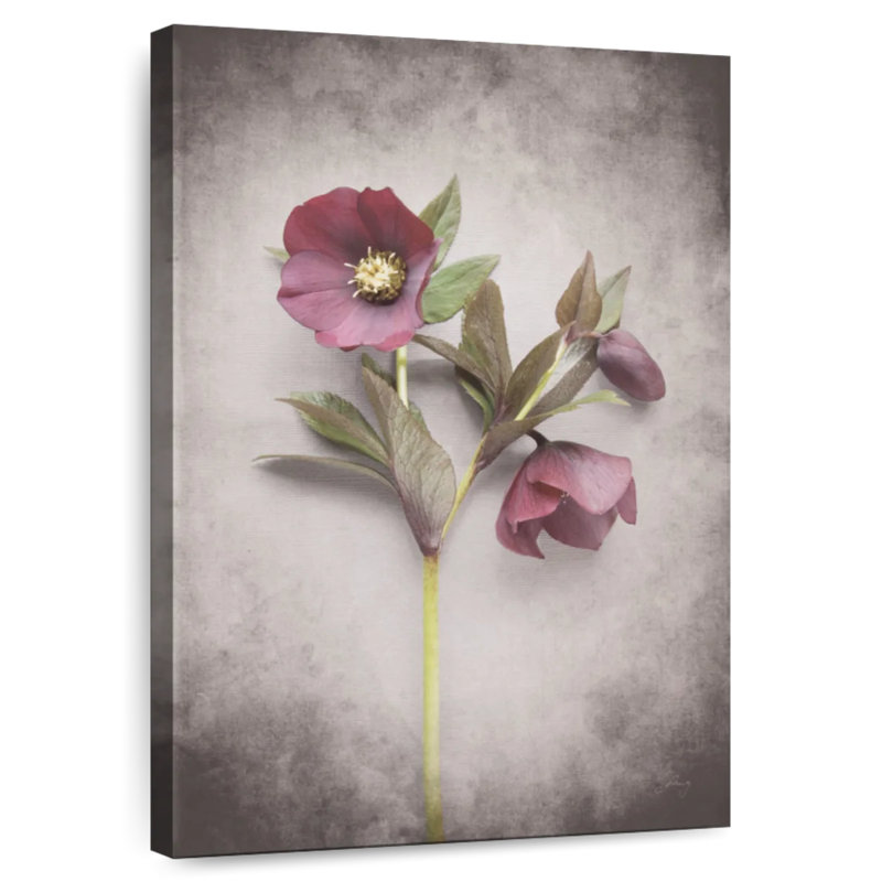 Étude Harnek Vintage Hellebore II, H 12 po x l 8 po