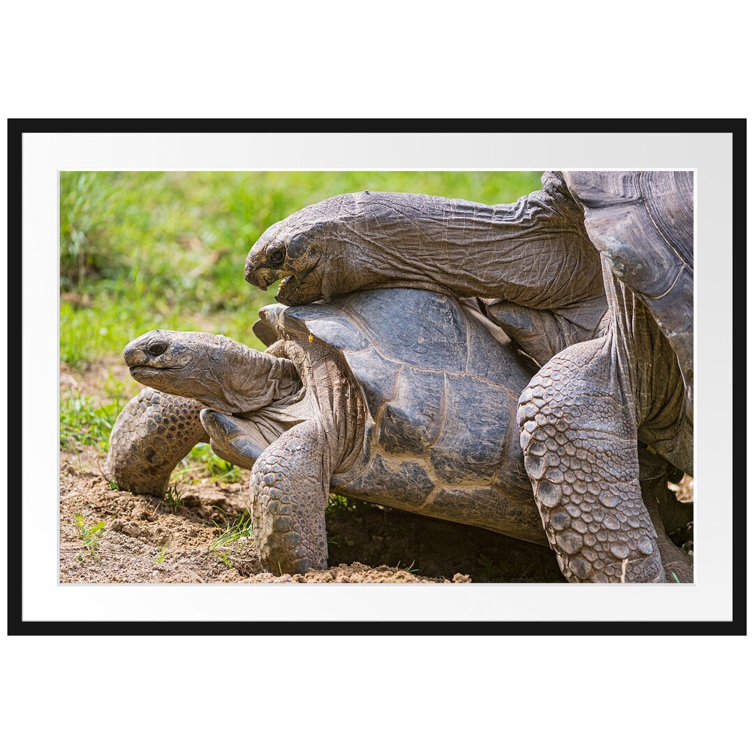 Gerahmtes Poster Liebevolles Schildkrötenpaar