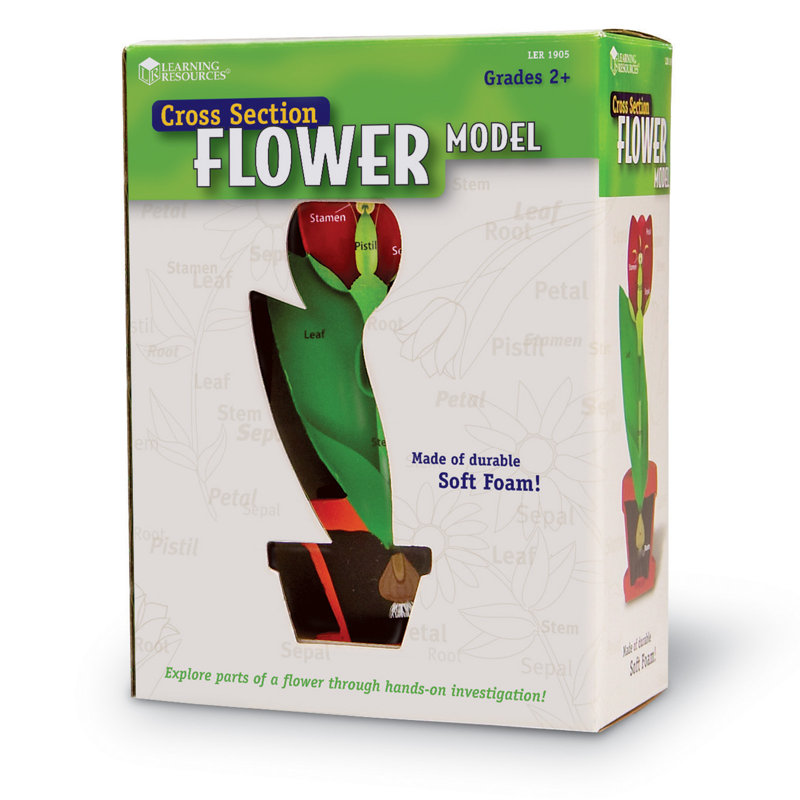 Modèle d'apprentissage de fleurs à section transversale