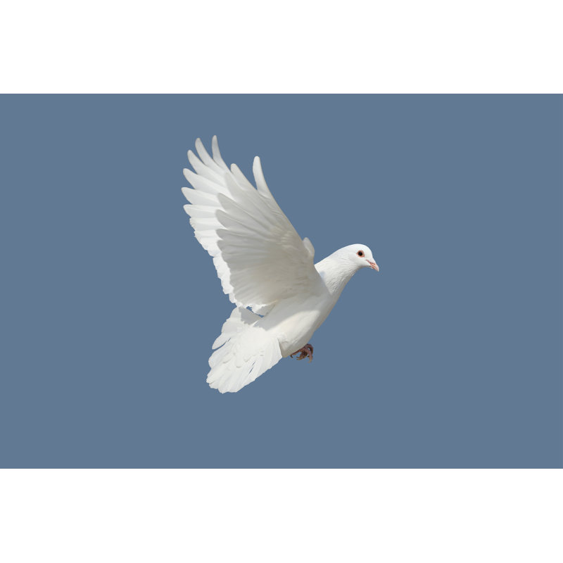 Dove Bird by Cyoginan - Wrapped Canvas Print, 61cm H x 91cm W
