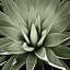 «Succulent III» par Mia Jensen - reproduction d'art sur toile tendue-29174045-72806540-72806538